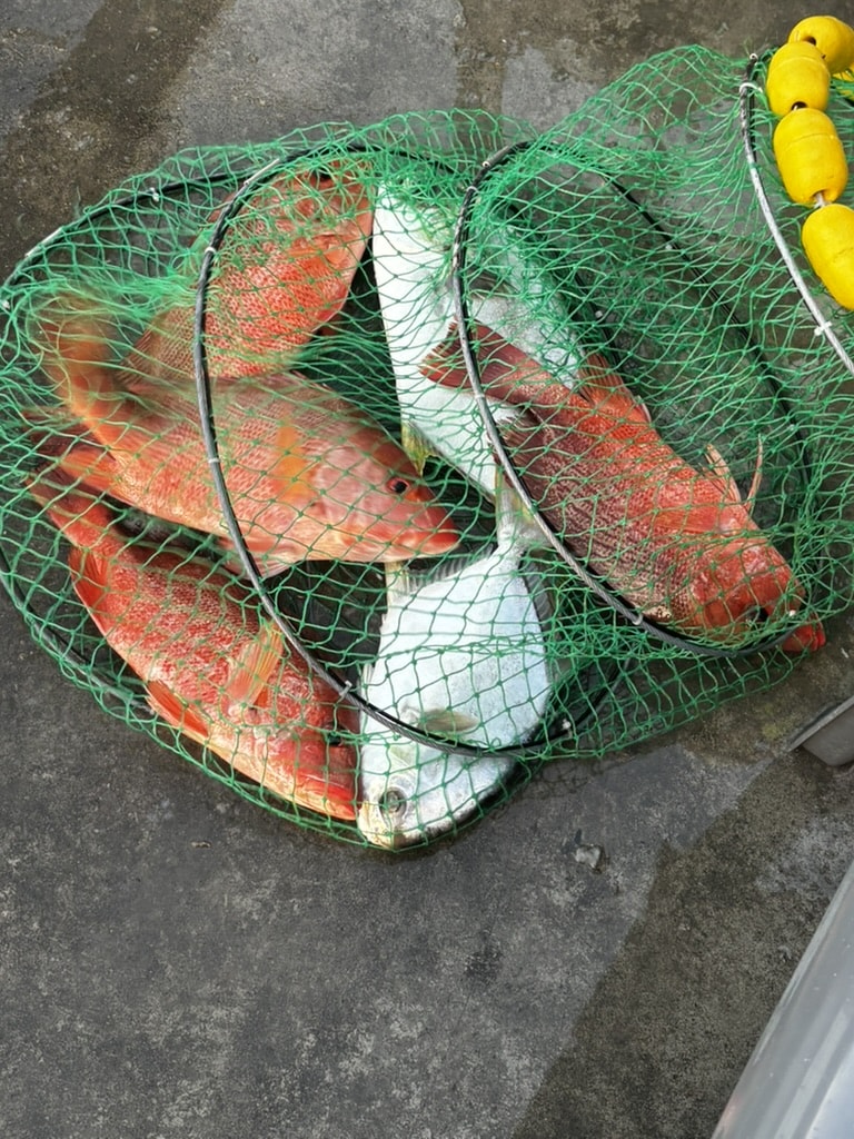 첫 출조에서 잡은 홍돔 네 마리와 병어돔 두 마리가 살림망에 담긴 사진